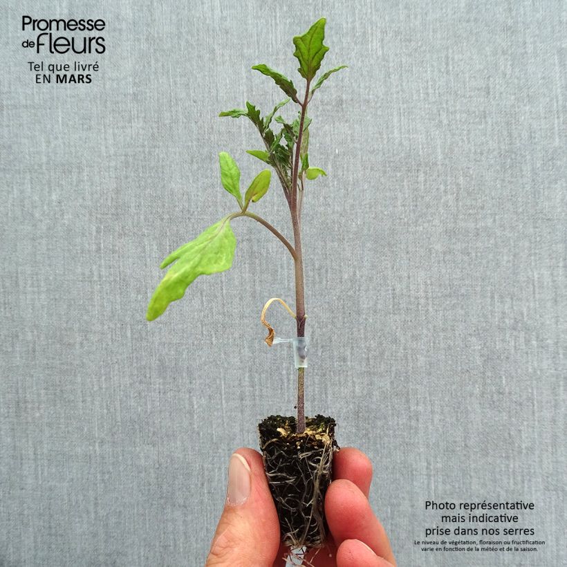 Tomate Ochsenherz Orange en plants GREFFES Mini-motte 3 cm Ejemplar entregado en la primavera