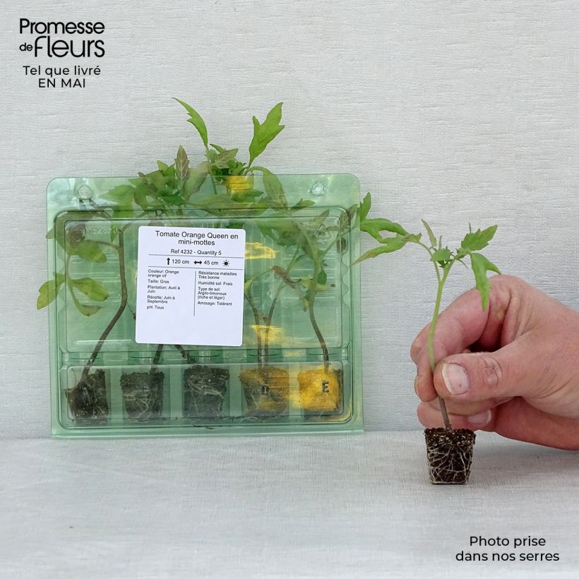 Tomate Orange Queen minicepellón: Ø 3/4 cm Ejemplar entregado en la primavera
