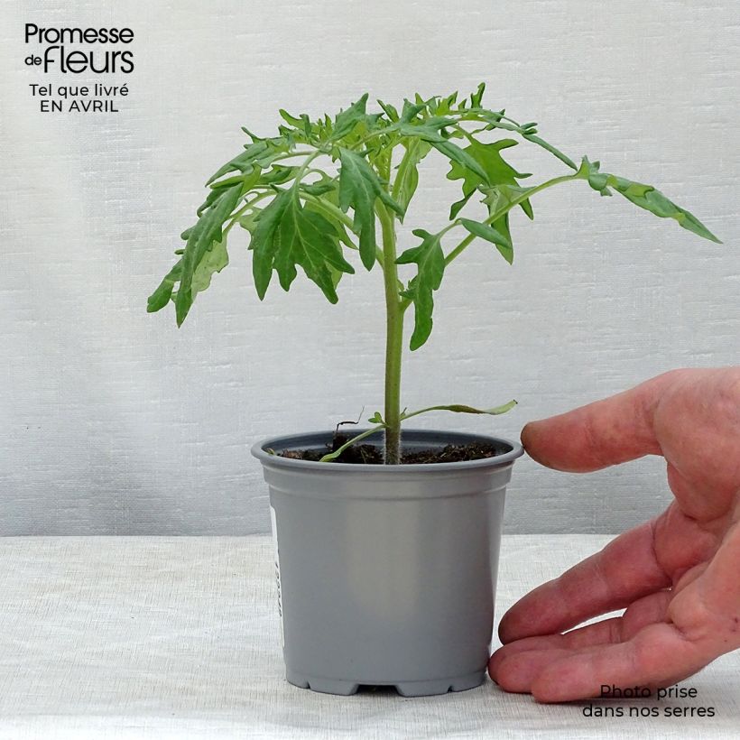 Tomate Orange Queen Maceta de 8/9 cm Ejemplar entregado en la primavera