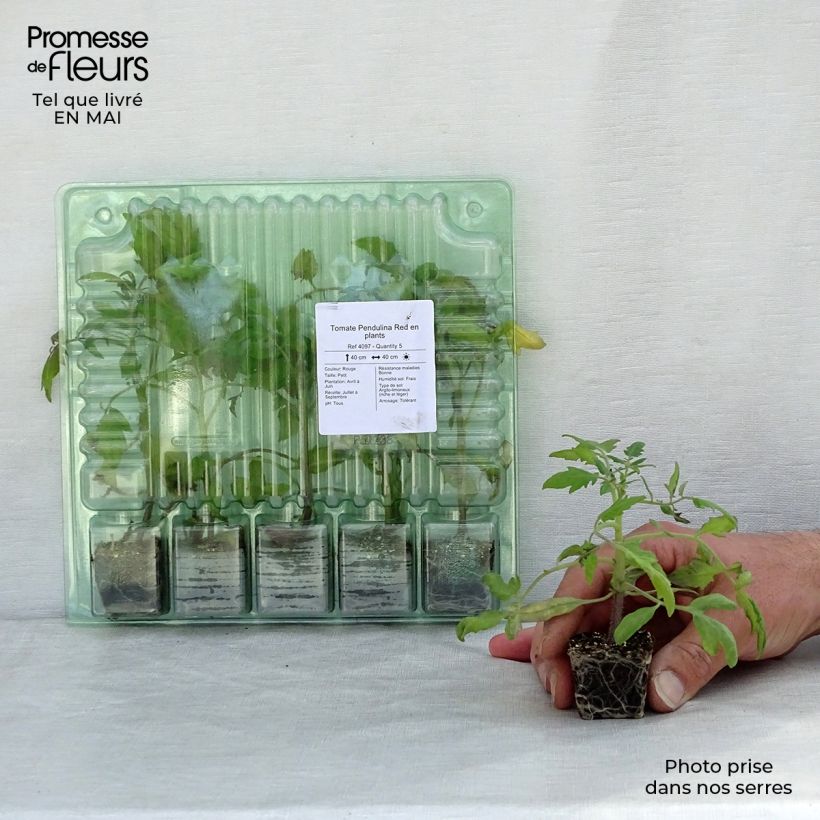 Tomate Pendulina Red en plants Mini-motte Ø 3/4 cm, Livré en hauteur de 5 cm environ Ejemplar entregado en la primavera