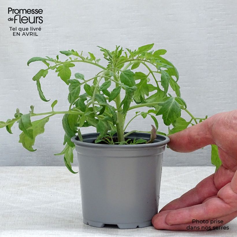 Tomate Pendulina Red en plants godet de 8/9cm Ejemplar entregado en la primavera