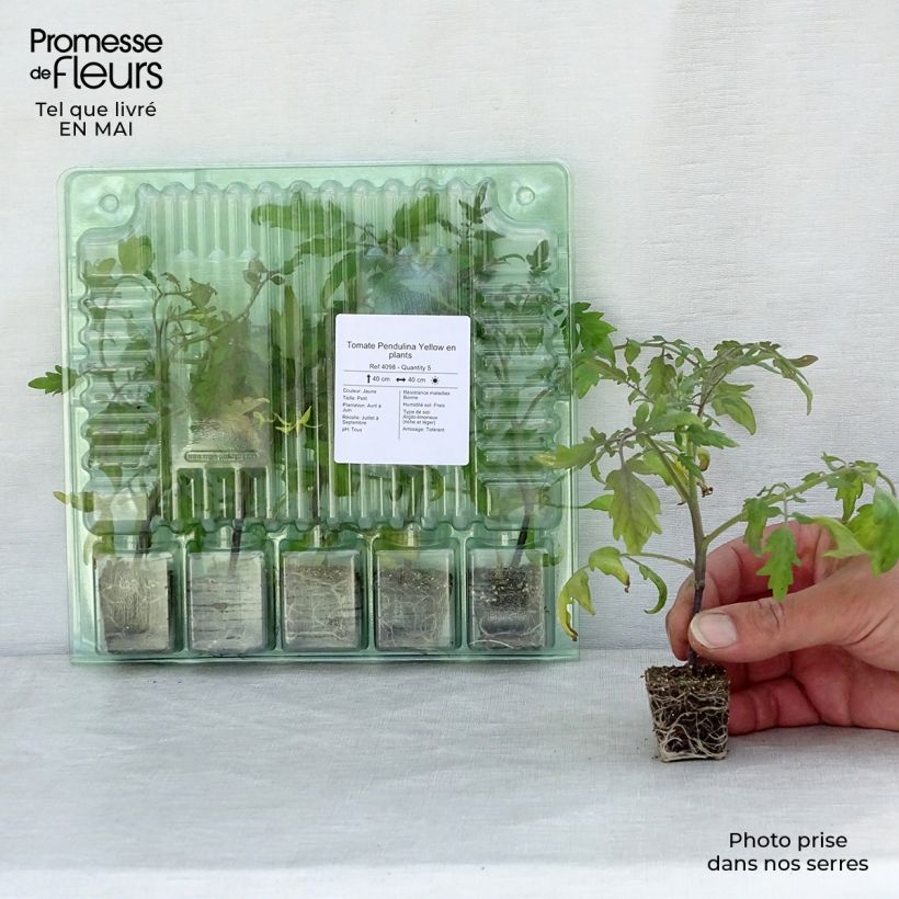 Tomate Pendulina Yellow en plants Mini-motte Ø 3/4 cm, Livré en hauteur de 5 cm environ Ejemplar entregado en la primavera