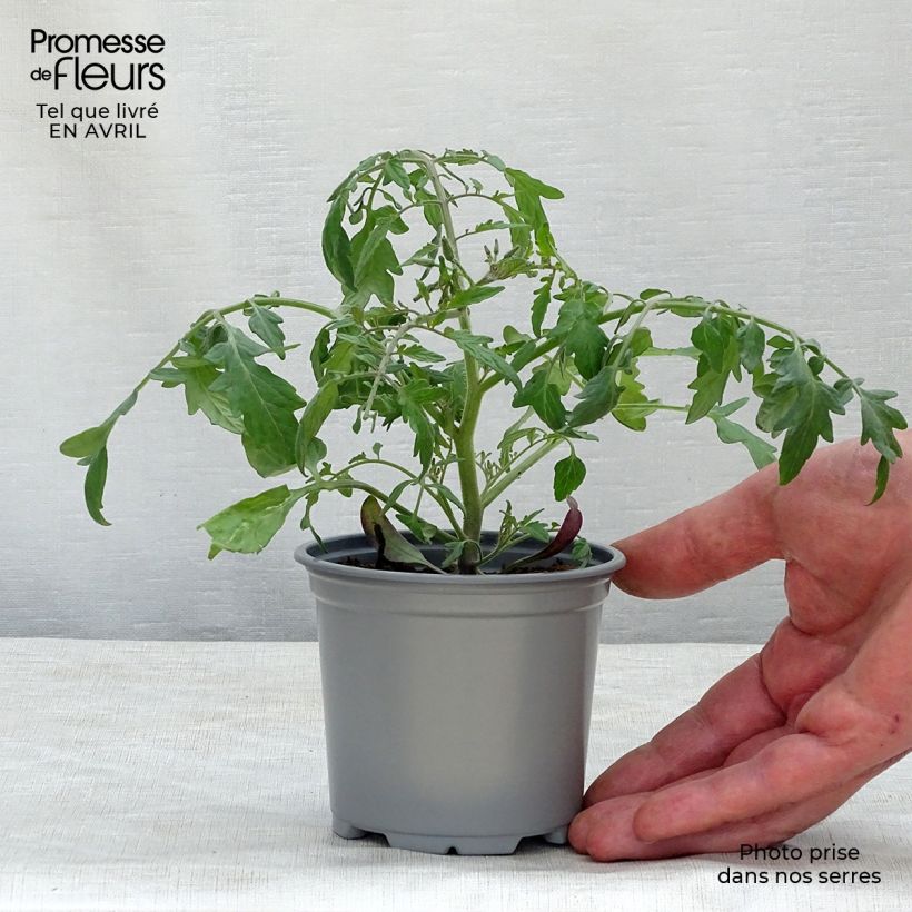 Tomate Pendulina Yellow en plants godet de 8/9cm Ejemplar entregado en la primavera