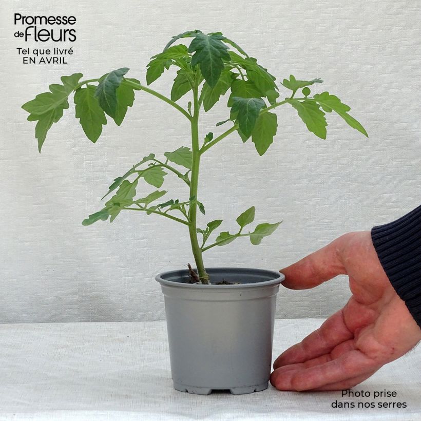 Tomate Pepe F1 en plants GREFFES - La Sélection du Chef godet de 8/9cm Ejemplar entregado en la primavera
