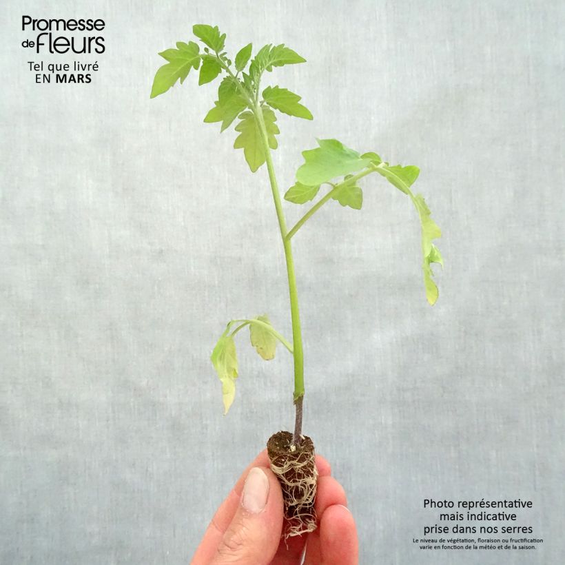 Tomate Pepe F1 en plants GREFFES - La Sélection du Chef Mini-motte Ø 1,5/2,5 cm, Livré en hauteur de 5 à 10 cm Ejemplar entregado en la primavera