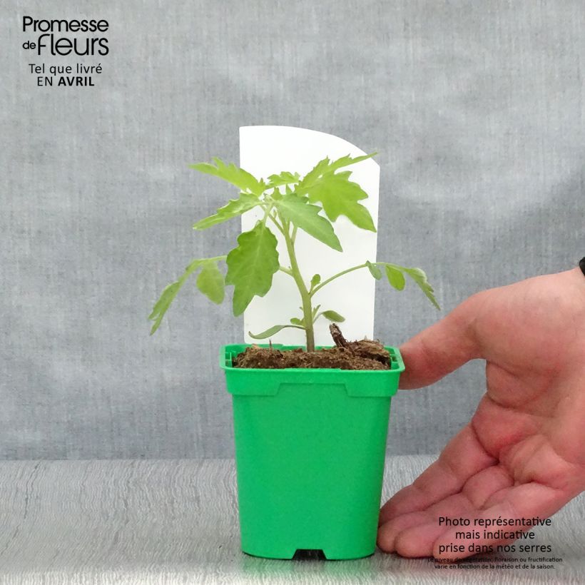 Tomate cherri Poire jaune (planta) Maceta de 10 cm/11 cm Ejemplar entregado en la primavera