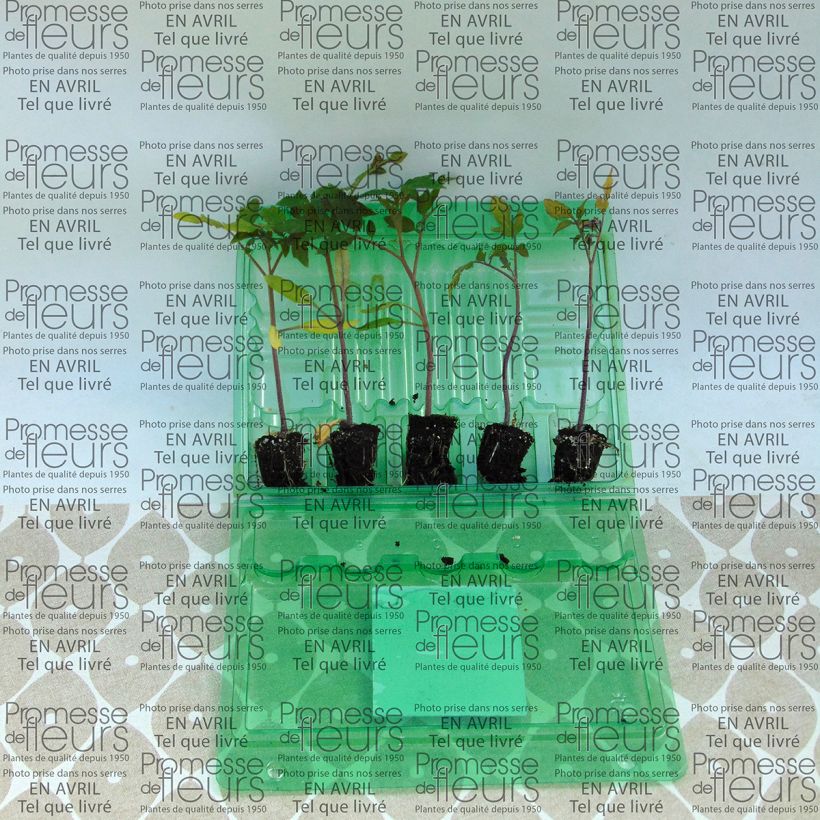 Ejemplo de ejemplar de Tomate Previa (planta) minicepellón: Ø 3/4 cm tal y como se entrega