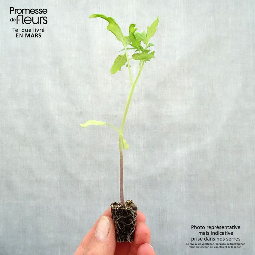 Tomate Pyros (planta) minicepellón: Ø 3/4 cm Ejemplar entregado en la primavera