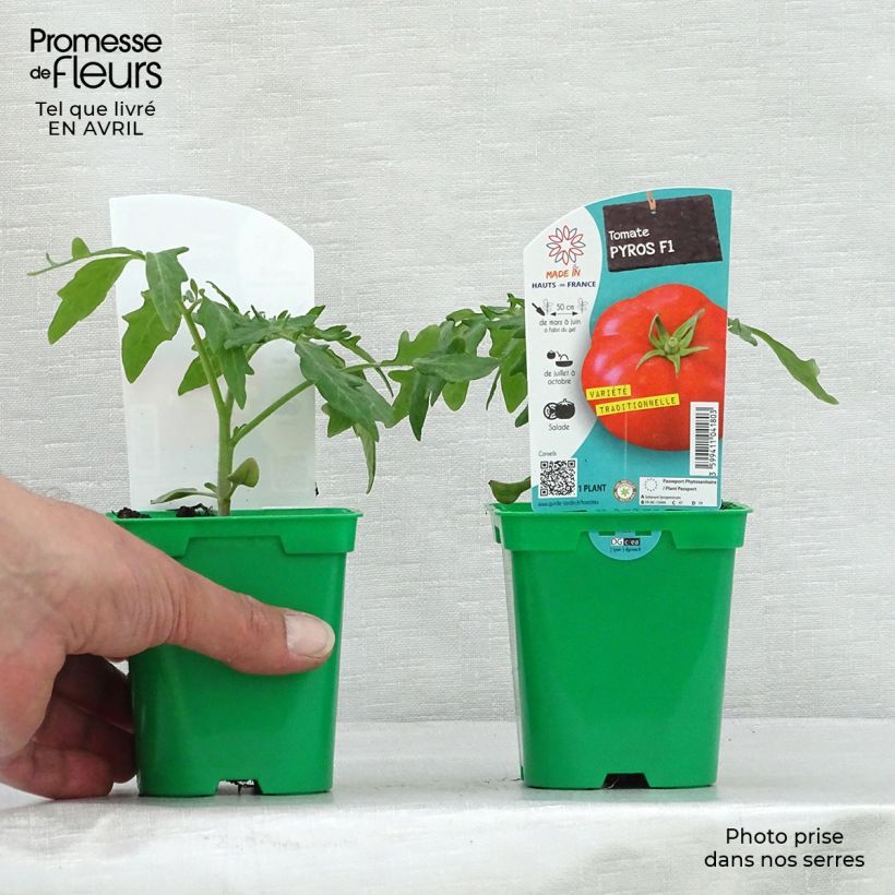 Tomate Pyros (planta) Maceta de 10 cm/11 cm Ejemplar entregado en la primavera