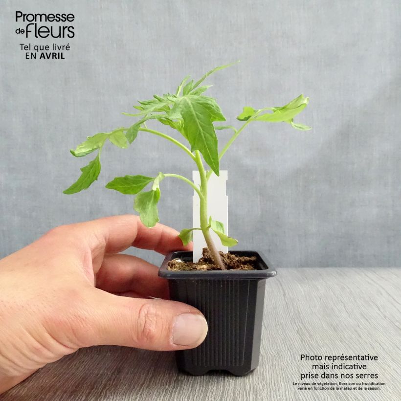 Tomate Saint-Pierre (planta) Maceta de 7/8 cm Ejemplar entregado en invierno
