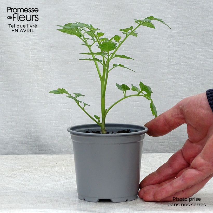 Tomate cherri Santonio F1 Maceta de 10 cm/11 cm Ejemplar entregado en la primavera