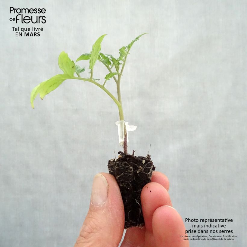 Tomate cherri Santonio F1 minicepellón: Ø 3/4 cm Ejemplar entregado en la primavera