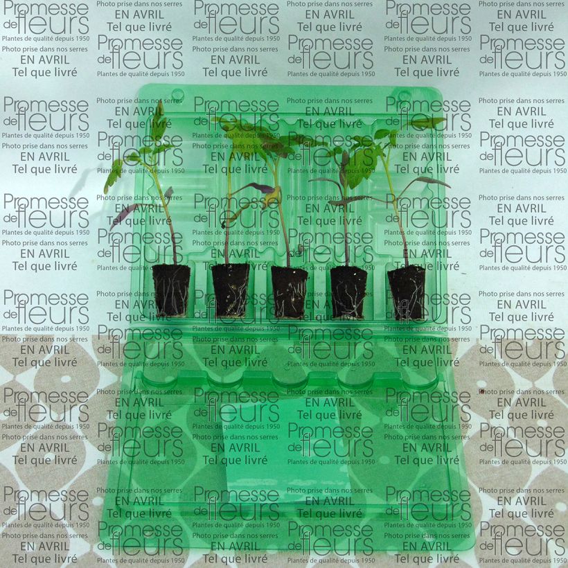 Ejemplo de ejemplar de Tomate cherri Stargold F1 minicepellón: Ø 3/4 cm tal y como se entrega