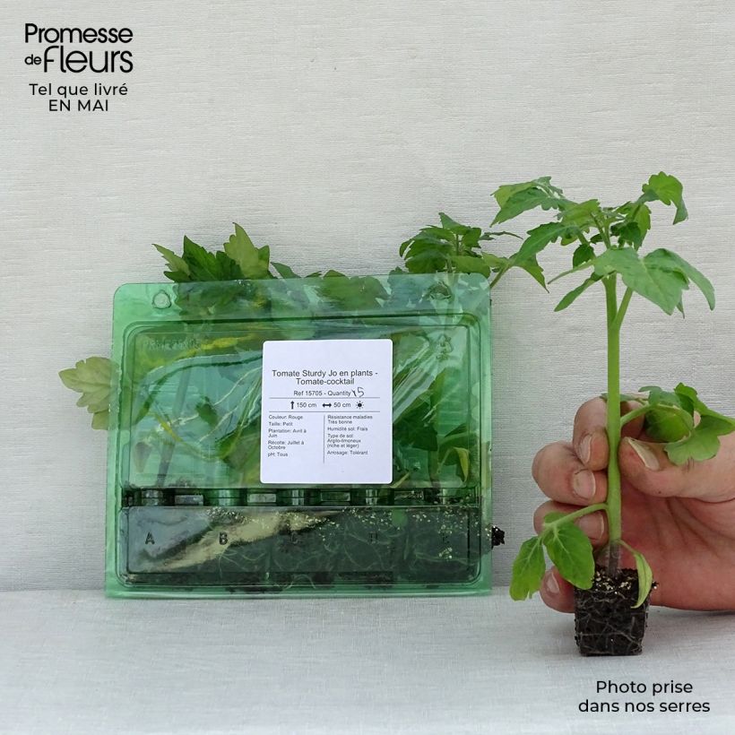 Tomate cherri Sturdy Jo F1 minicepellón: Ø 3/4 cm Ejemplar entregado en la primavera