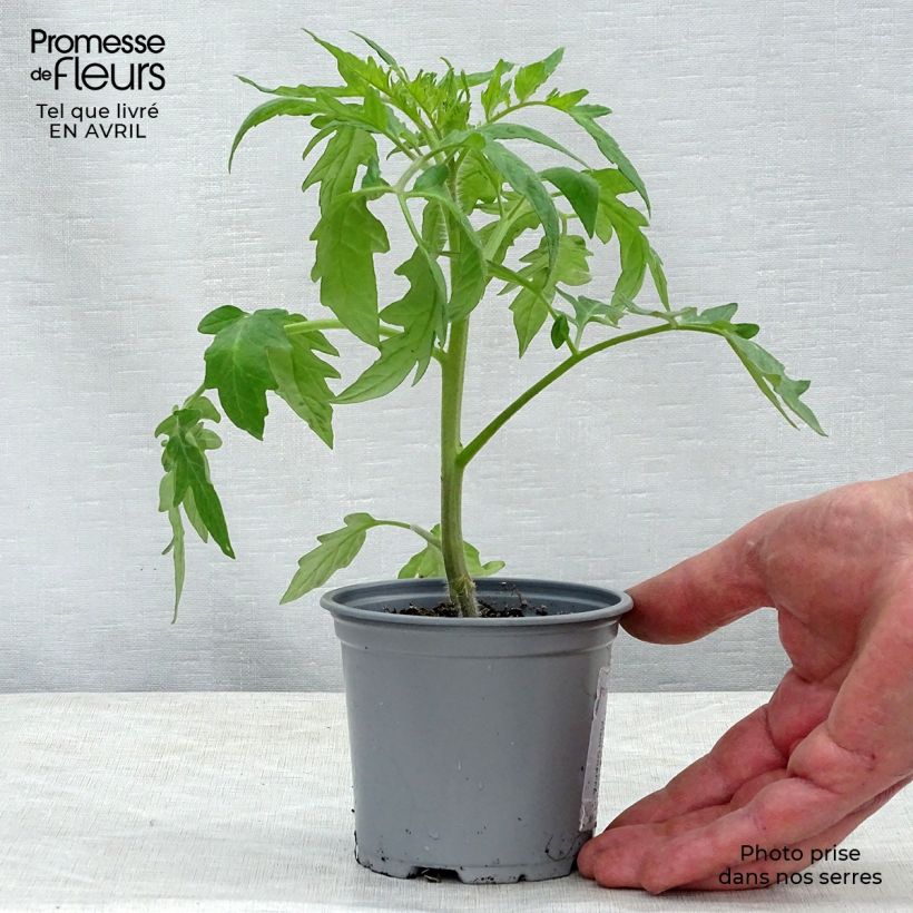 Tomate Supersteak F1 (planta interjada) Maceta de 10 cm/11 cm Ejemplar entregado en la primavera