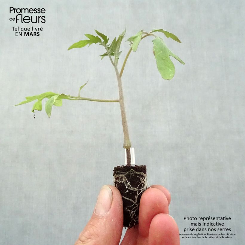 Tomate Supersteak F1 (planta interjada) minicepellón: Ø 1,5/2,5 cm Ejemplar entregado en la primavera