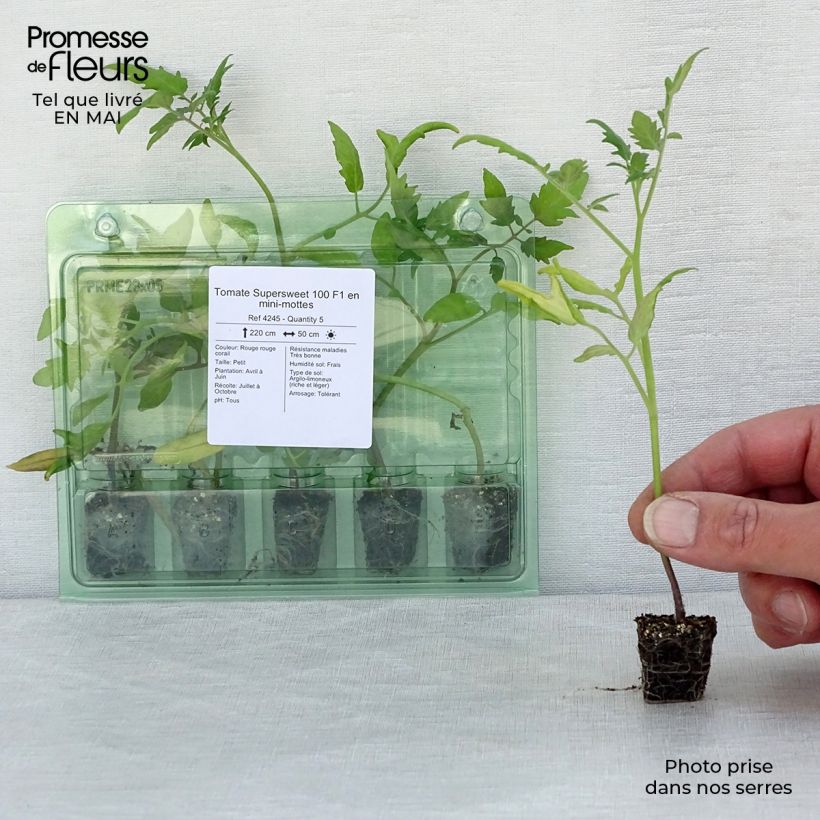 Tomate cherri Supersweet 100 (planta) minicepellón: Ø 3/4 cm Ejemplar entregado en la primavera