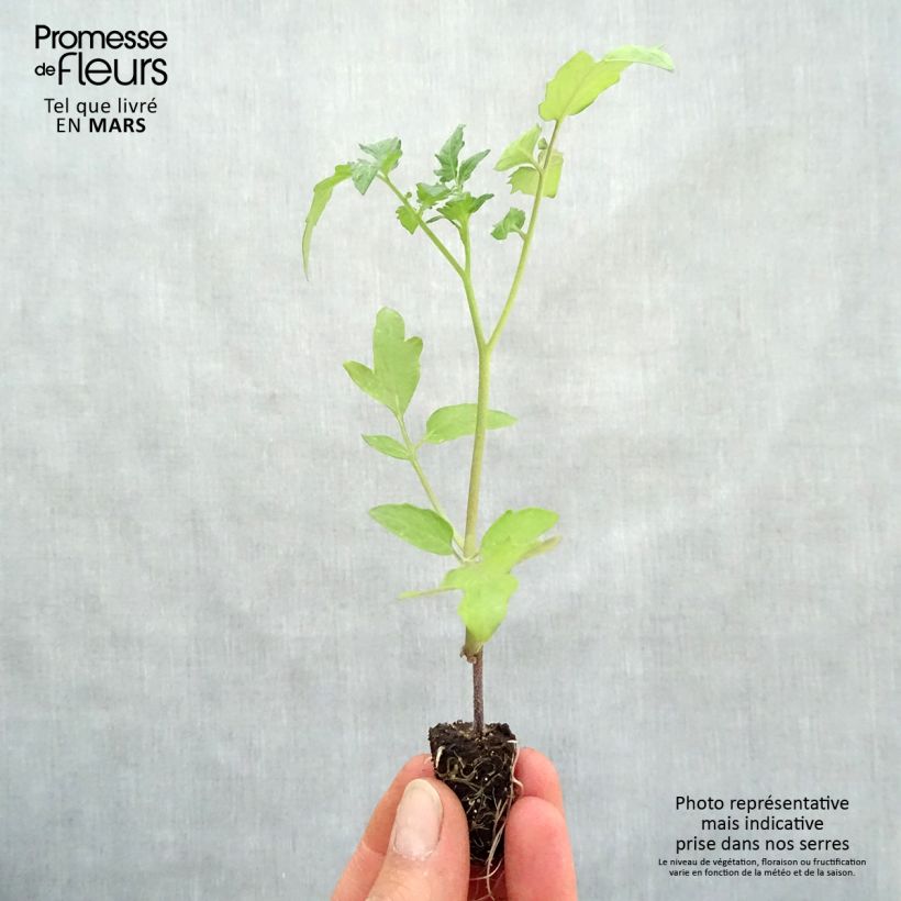 Tomate Supersweet 100 (planta interjada) minicepellón: Ø 1,5/2,5 cm Ejemplar entregado en la primavera