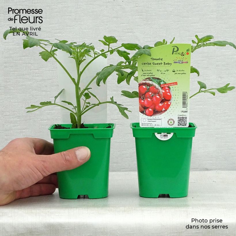 Tomate cherri Sweetbaby F1 Maceta de 10 cm/11 cm Ejemplar entregado en la primavera