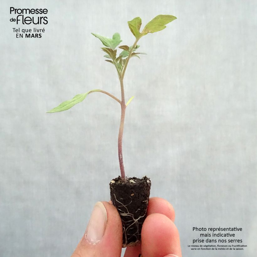 Tomate Tomande F1 BIO - Type marmande - mini-mottes Mini-motte Ø 1,5/2,5 cm Ejemplar entregado en la primavera