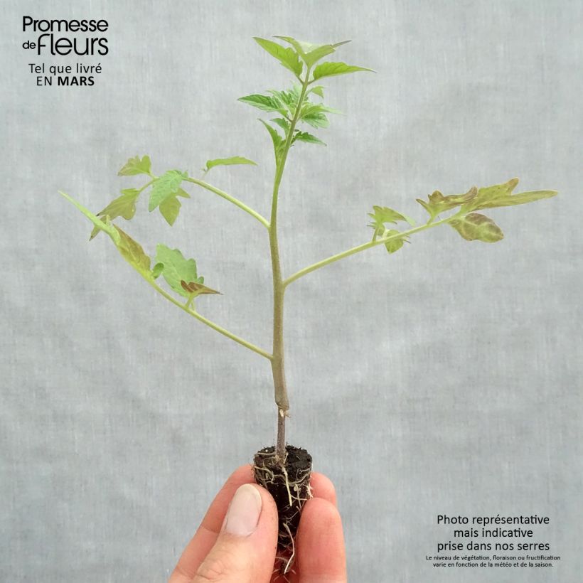 Tomate Tomande F1 (planta interjada) minicepellón: Ø 1,5/2,5 cm Ejemplar entregado en la primavera