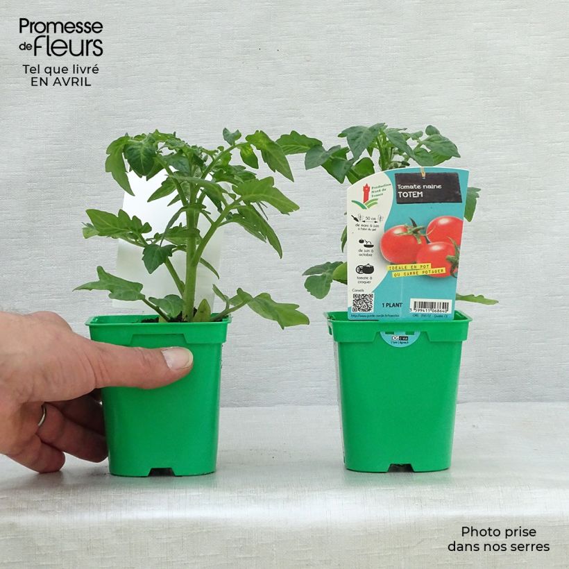 Tomate Totem F1 Maceta de 10 cm/11 cm Ejemplar entregado en la primavera