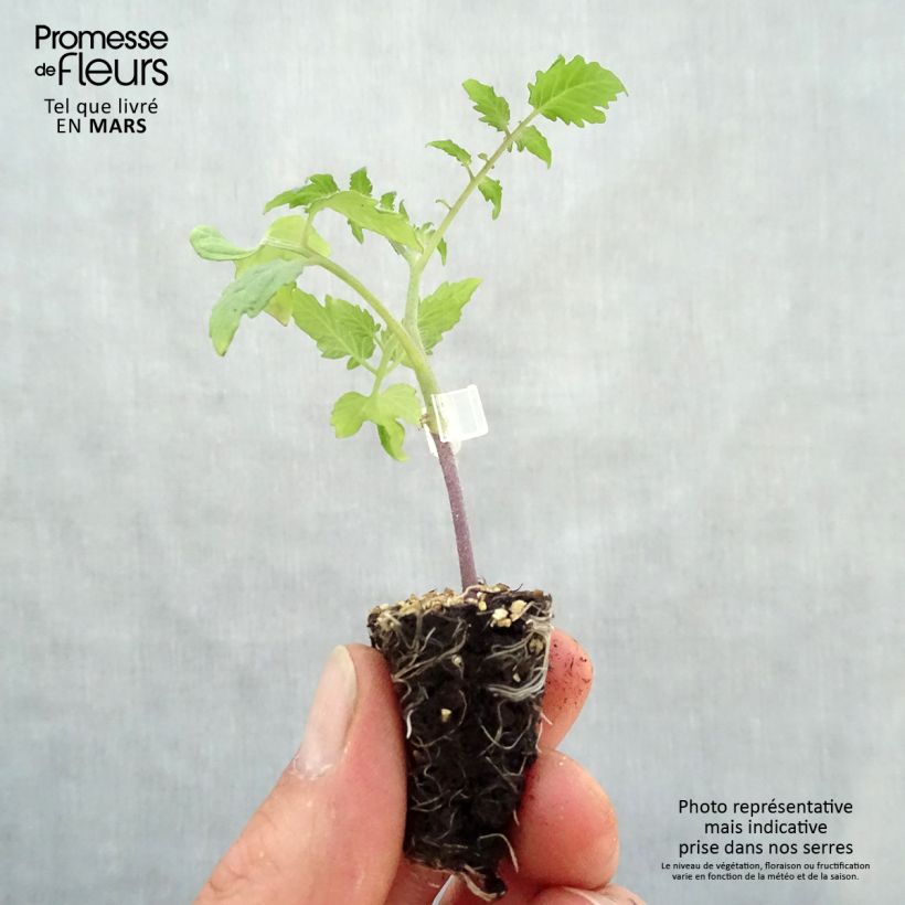 Tomate cherri Trilly (planta interjada) minicepellón: Ø 3/4 cm Ejemplar entregado en la primavera