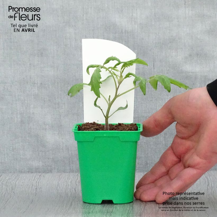 Tomate cherri Trilly (planta) Maceta de 10 cm/11 cm Ejemplar entregado en la primavera