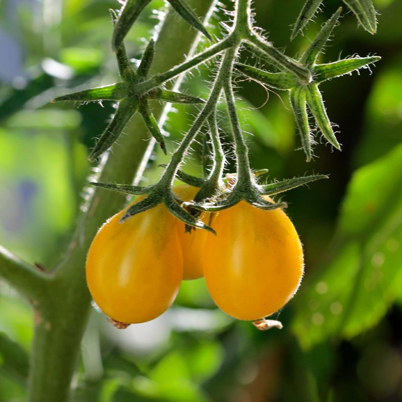 Tomate cherri Yellow Pearshaped (semillas) (Cosecha)