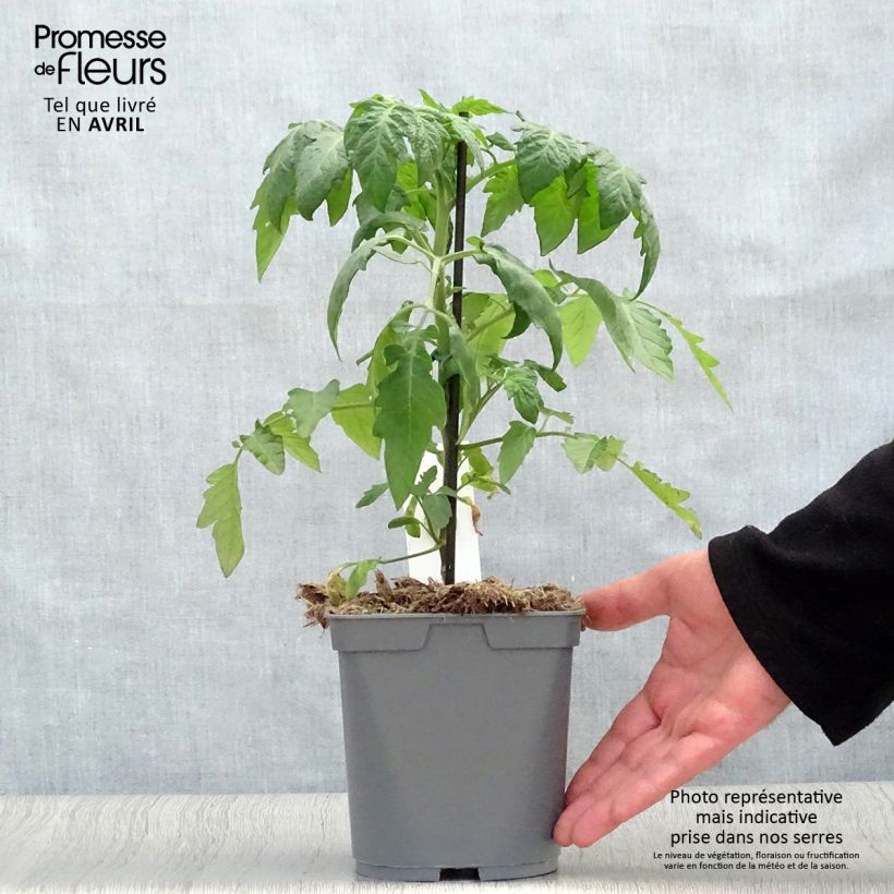 Tomate cherri Supersweet 100 (planta interjada) Maceta 2L/3L Ejemplar entregado en la primavera