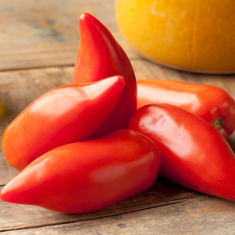 Tomate Cornue des Andes BIO (Cosecha)