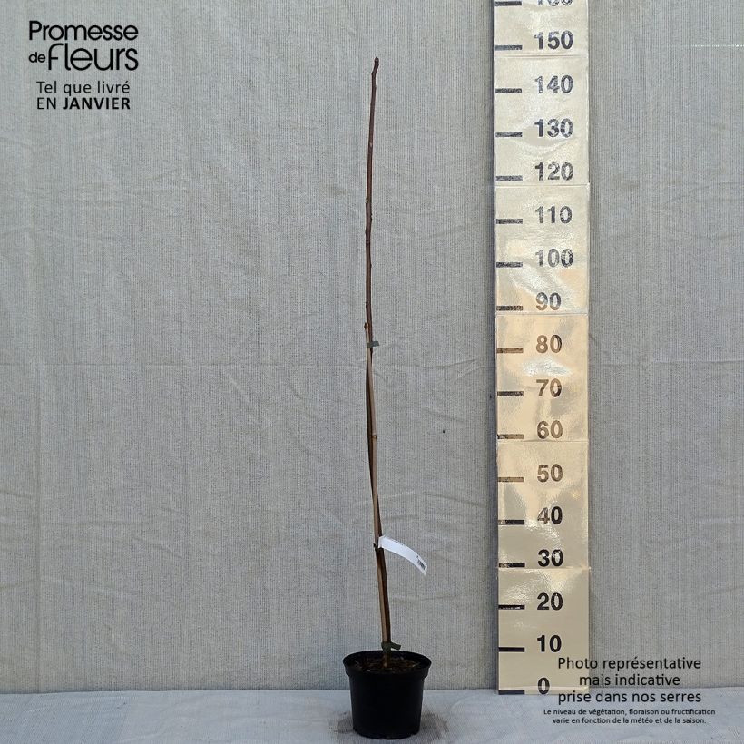 Toona sinensis - Caoba china Maceta 3L/4L Ejemplar entregado en invierno
