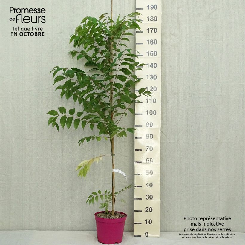 Ejemplar de Toona sinensis Flamingo - Caoba china Maceta 4L/5L entregado en otoño