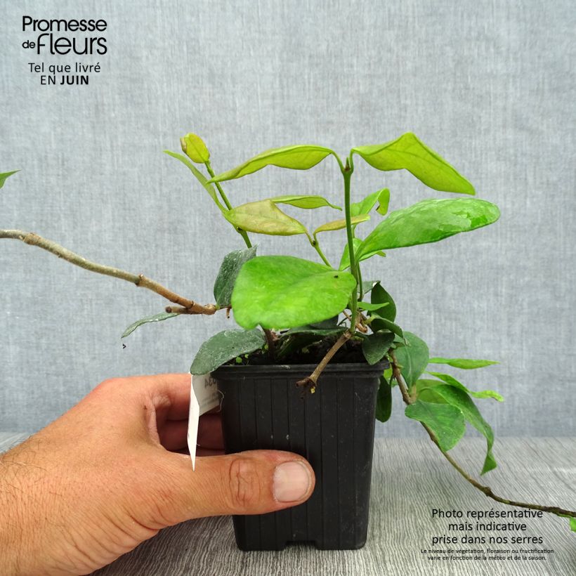 Ejemplar de Jazmín asiático Chili & Vanilla Livano Maceta de 8/9 cm entregado en verano