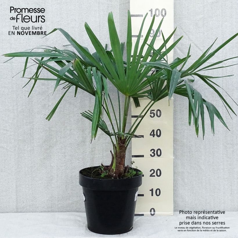 Ejemplar de Palmito elevado - Trachycarpus fortunei Maceta 12L/15L entregado en otoño