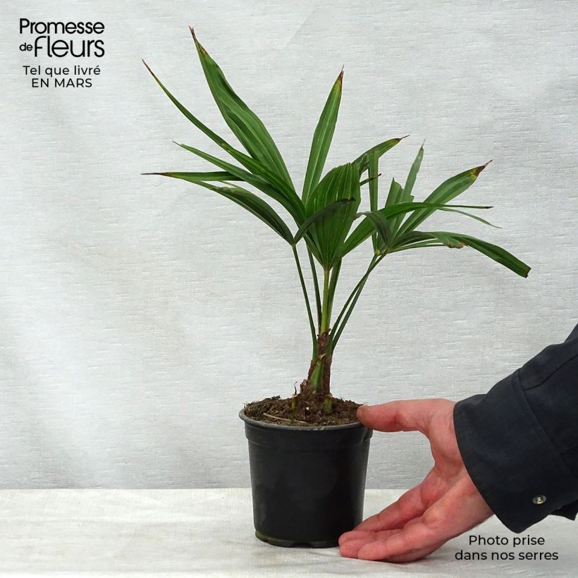 Trachycarpus latisectus Maceta de 12 cm / 13 cm Ejemplar entregado en la primavera