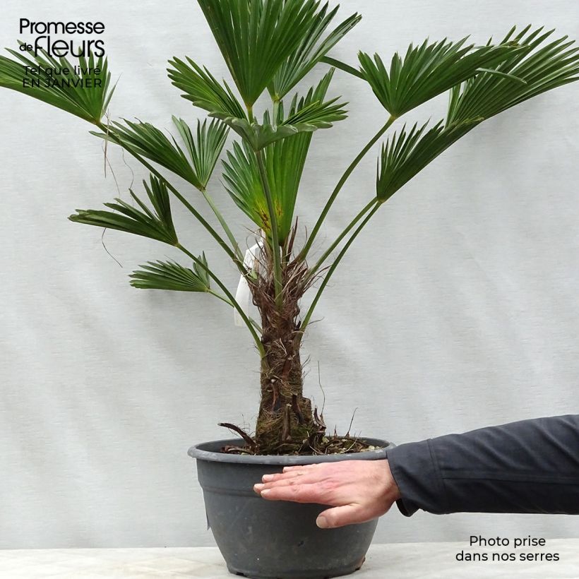 Trachycarpus wagnerianus Maceta 6L/7L Ejemplar entregado en invierno