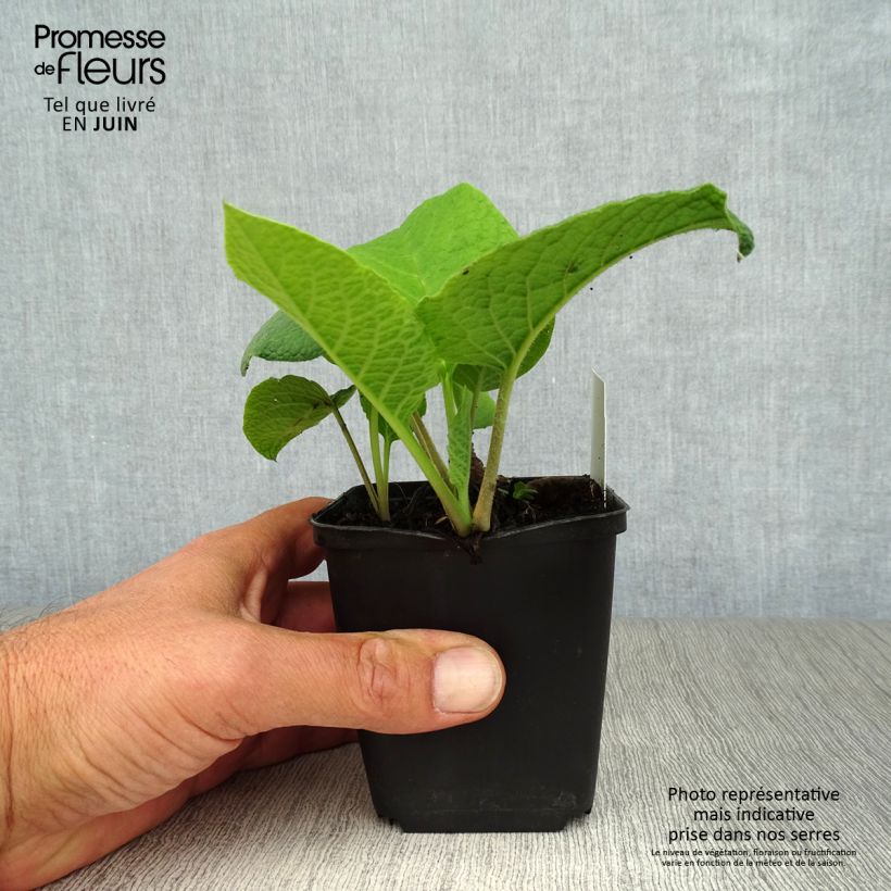 Ejemplar de Trachystemon orientalis Godet de 9cm entregado en verano