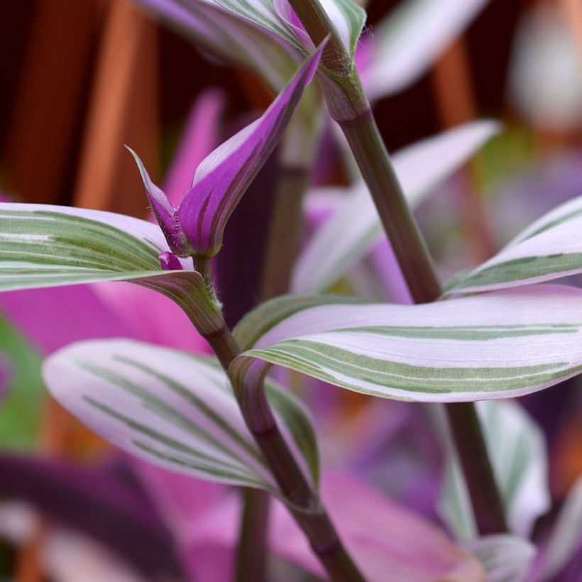 Tradescantia cerinthoides Sweetness - Planta amor de hombre (Follaje)
