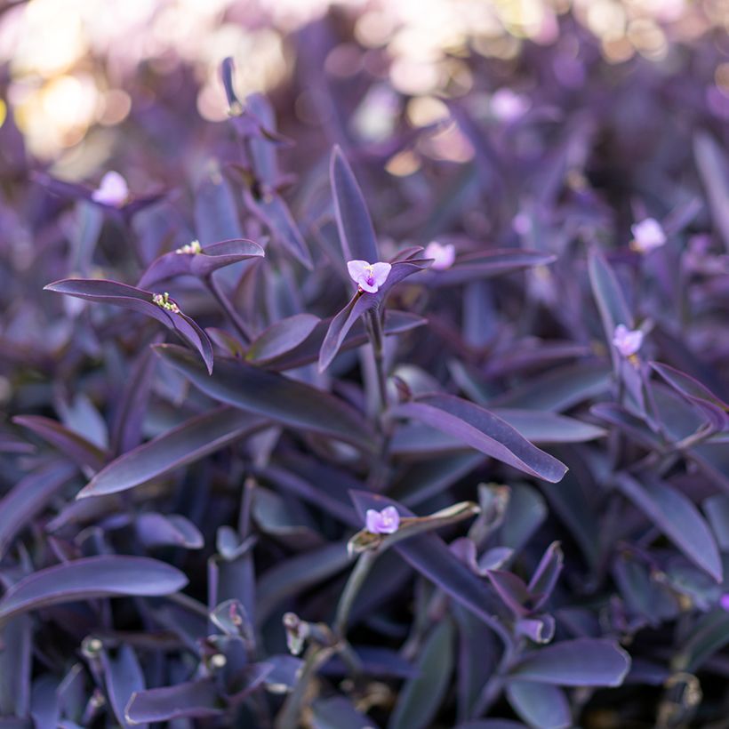 Tradescantia pallida Purple Heart - - Planta amor de hombre (Follaje)