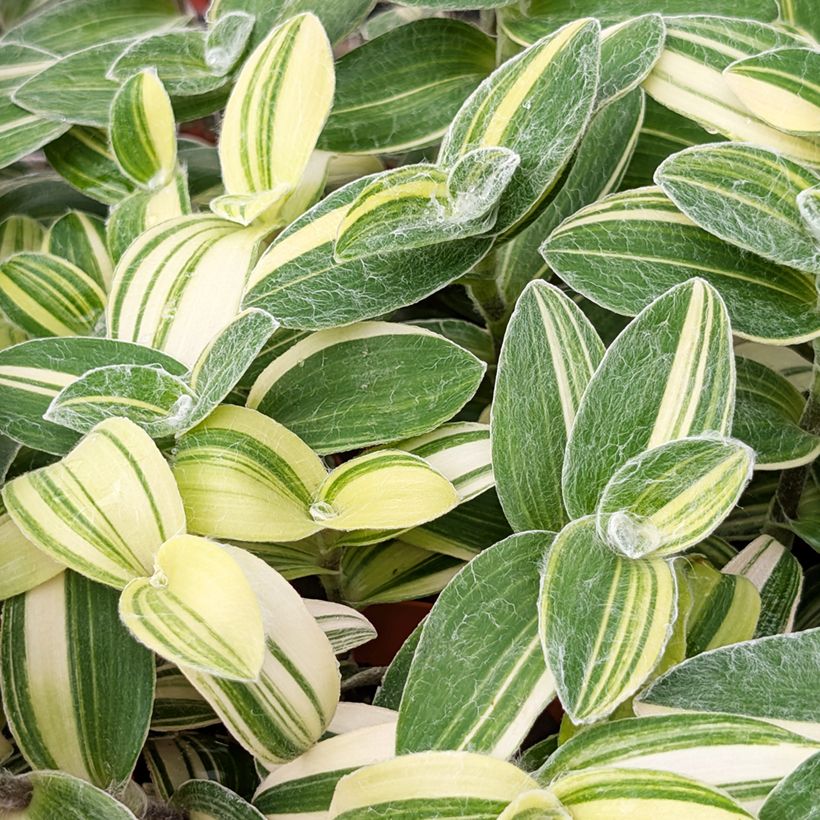 Tradescantia sillamontana Variegata - Planta amor de hombre (Follaje)