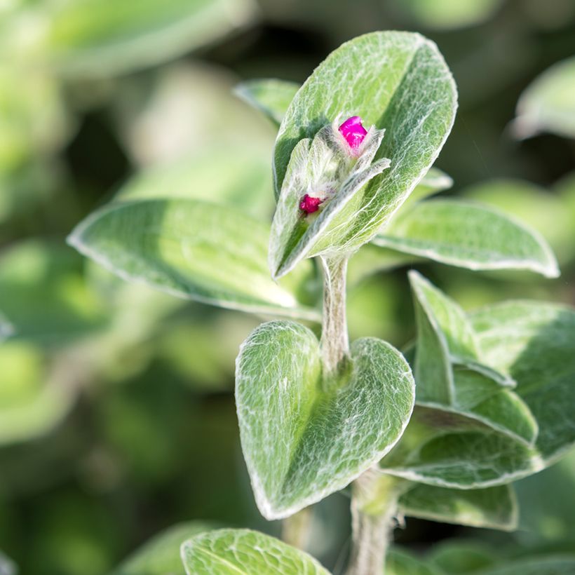 Tradescantia sillamontana - Planta amor de hombre (Follaje)