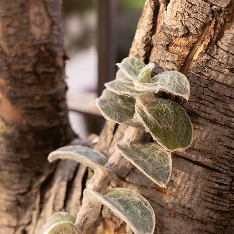 Tradescantia sillamontana - Planta amor de hombre (Porte)