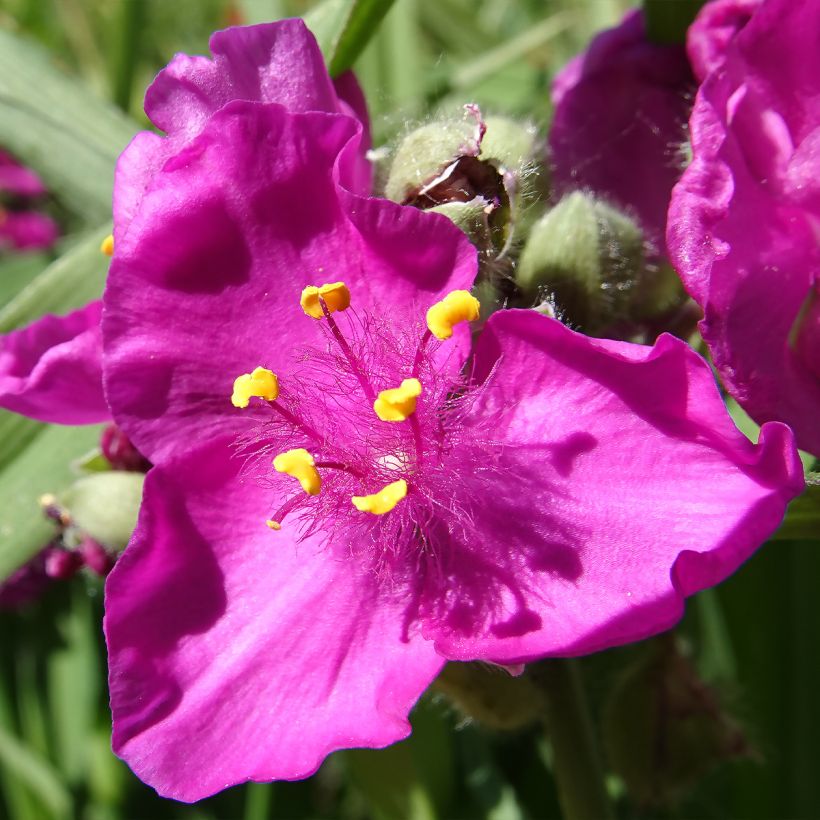 Tradescantia virginiana Brevicaulis (Floración)