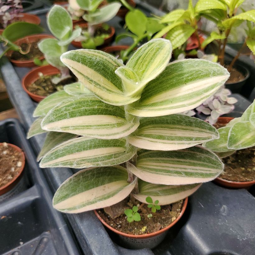 Tradescantia Brightness - Planta amor de hombre (Follaje)