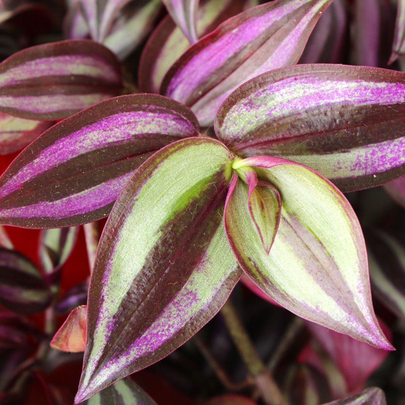Tradescantia zebrina Pink Joy - Planta amor de hombre (Follaje)