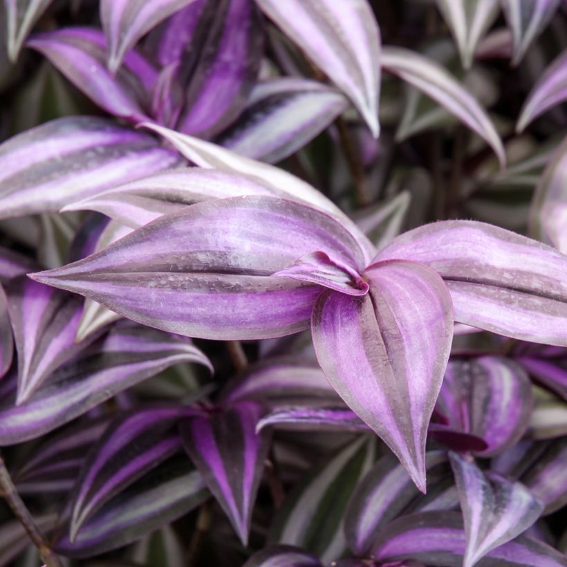 Tradescantia zebrina Purple Joy - Planta amor de hombre (Follaje)