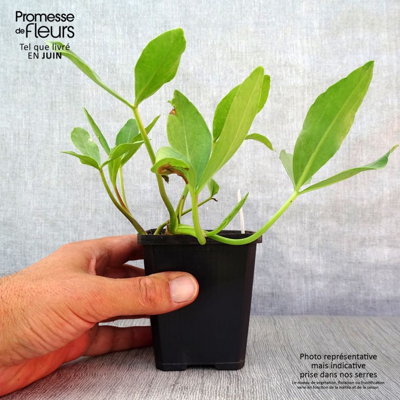 Ejemplar de Menyanthes trifoliata - Trebol de agua Maceta de 8/9 cm entregado en verano