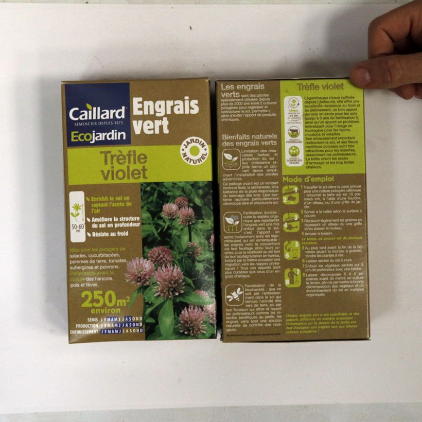 Ejemplo de ejemplar de Trébol rojo (para 250 m²) - Trifolium pratense Semillas tal y como se entrega