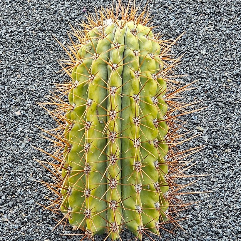 Trichocereus terscheckii - Cactus (Porte)